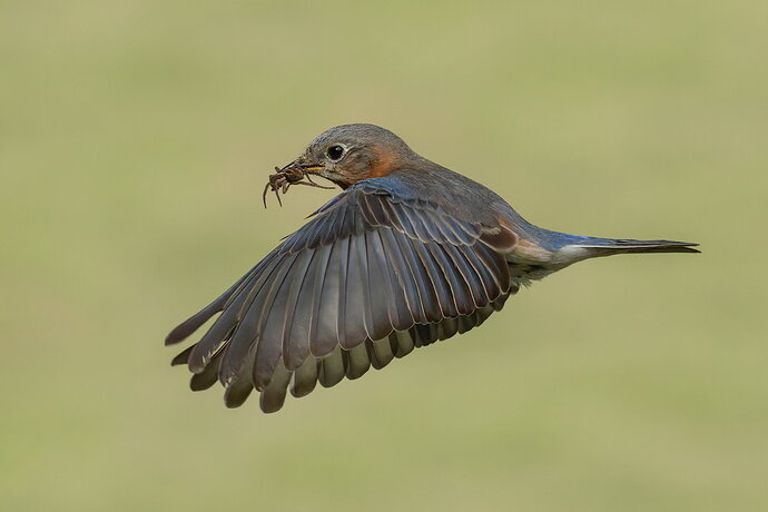 Eastern Bluebird 27.jpg