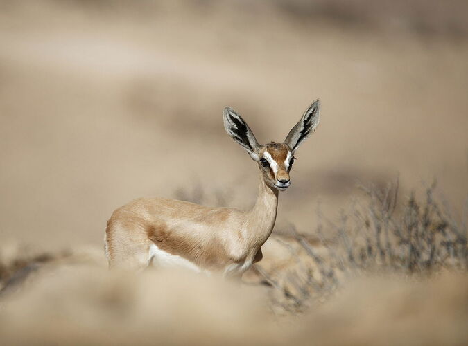 Dorcas Gazelle copyAviH.