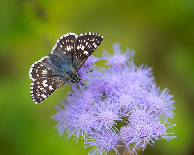 common-checkered-skipper-DSC_5805