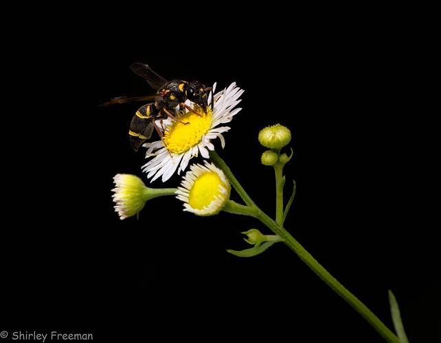 Wasp On Wildflower