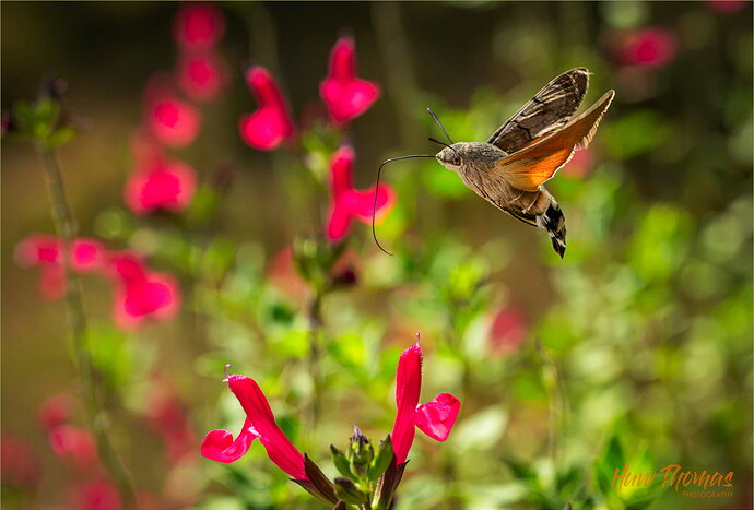 Original - Hummingbird Hawk20260830-DSC03229-Edit.jpg