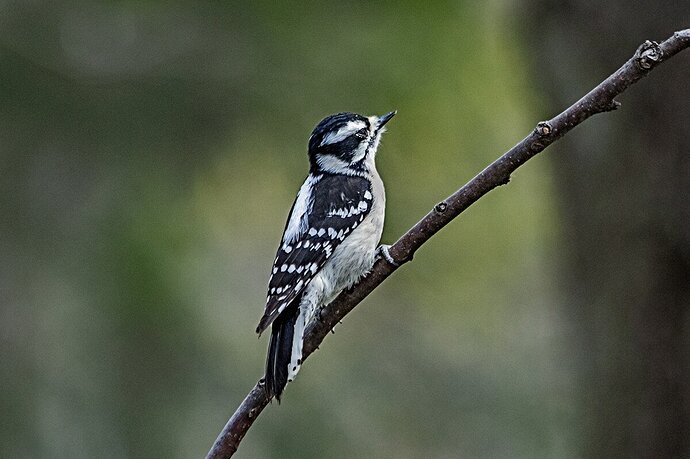 Downy Woodpecker