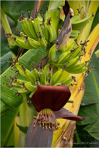 Banana-Rama-55644A7r3-25RP