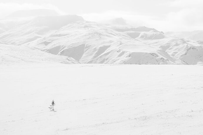 IMG5DIIIPost10k_2598NPNWebLrg-NPNWebLrg 4.9mb-8