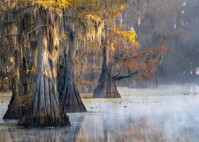 Original - dcampbell-caddo-lake-morning-fog-tx-2025-blog.jpg