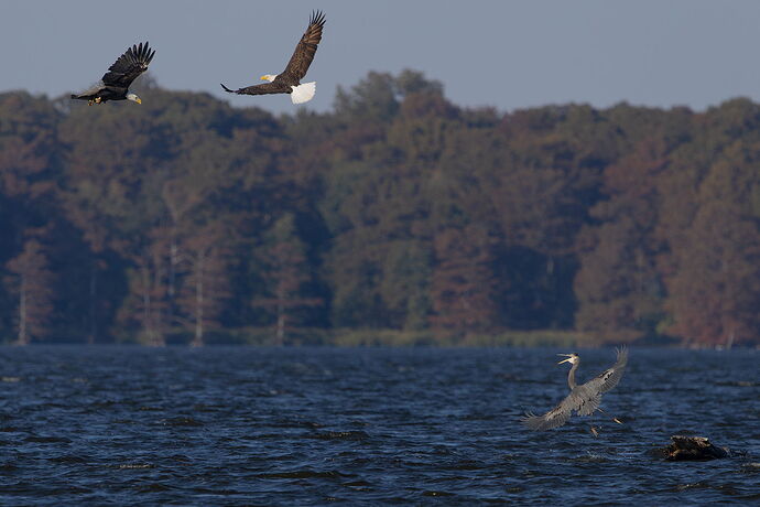 Bald Eagle-heron 3.jpg