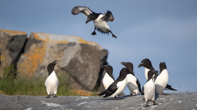 Razorbills.jpg