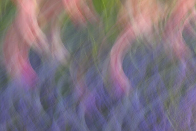 ICM - Grape Hyacinth - Tulip.jpg