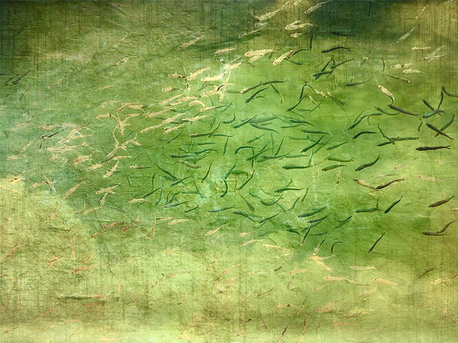 MinnowMazeTexturized-224503.jpg