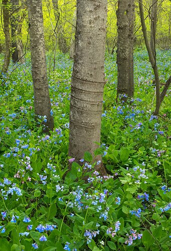 Bluebell stack.jpg