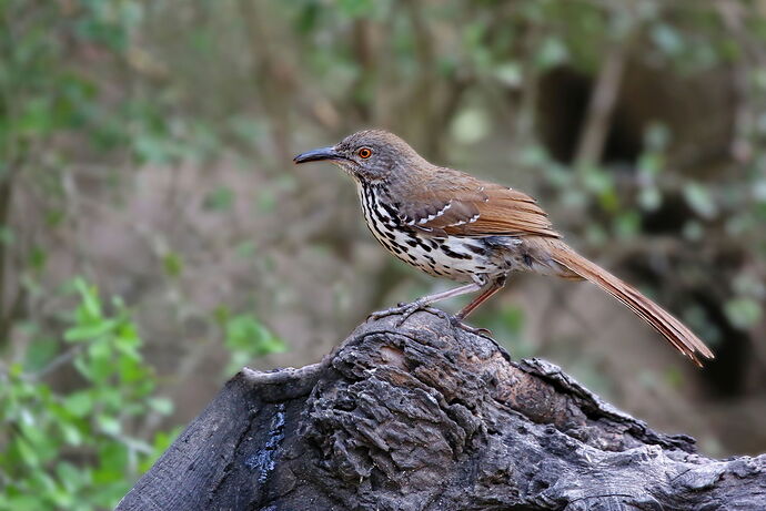 AtascosLongBill