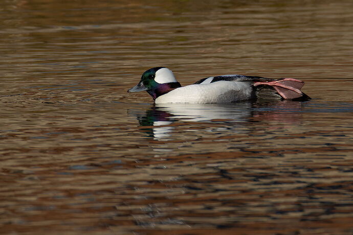 Bufflehead 13.jpg