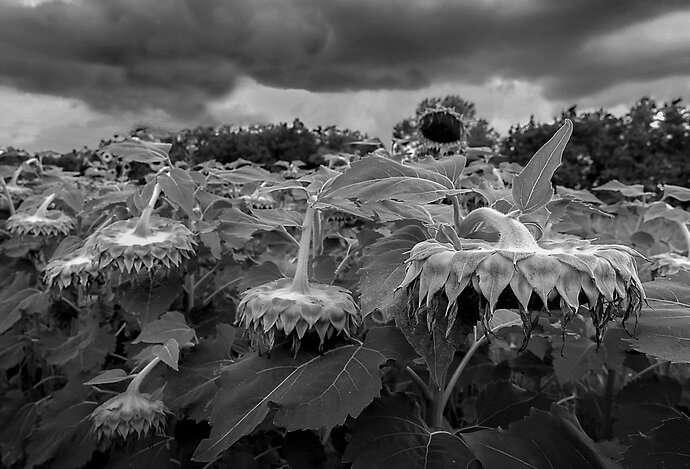 Sunflowers Under Storm Clouds 864A2667