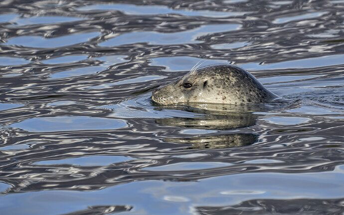 Sunny Seal Profile