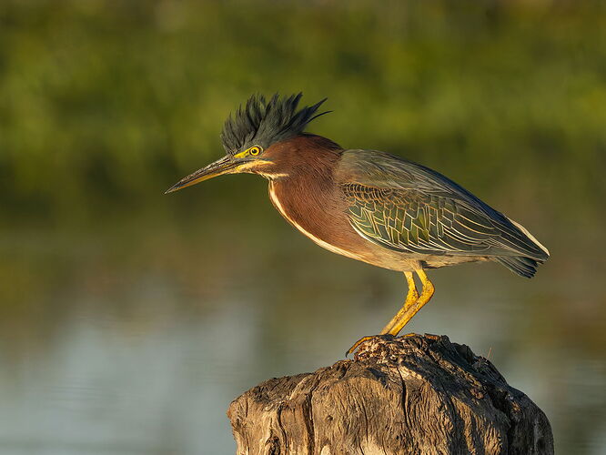 Green Heron 104.jpg