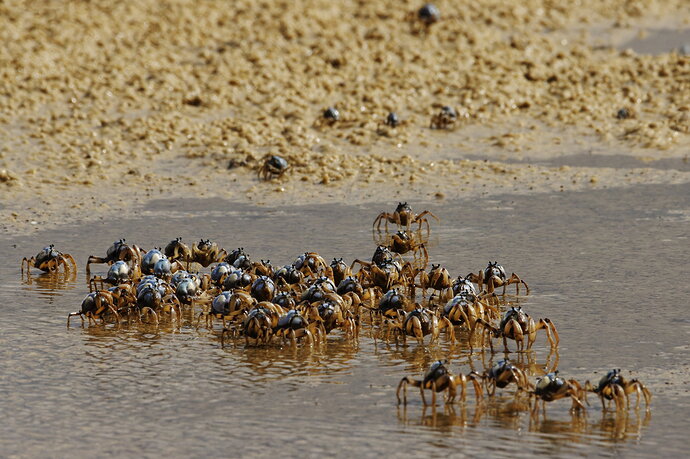 _MG_4318_Coochie Soldier Crabs S.jpg