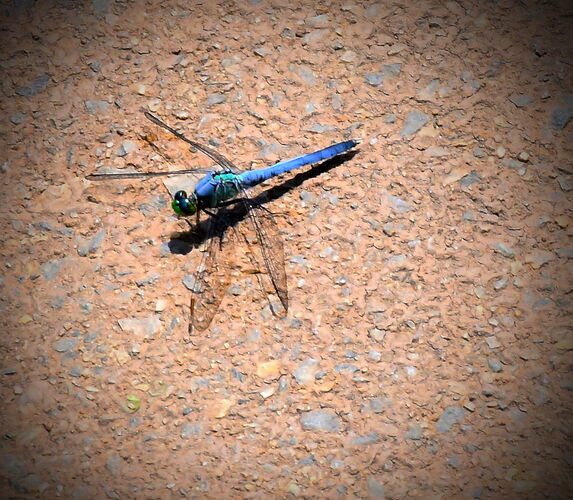 DragonFly on a New Rocks.jpg