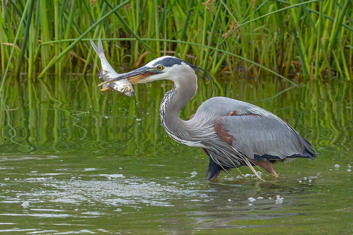 Great Blue Heron 67
