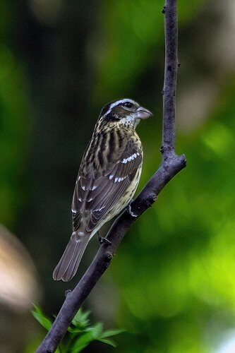 Rose-breasted Grosbeak, Female