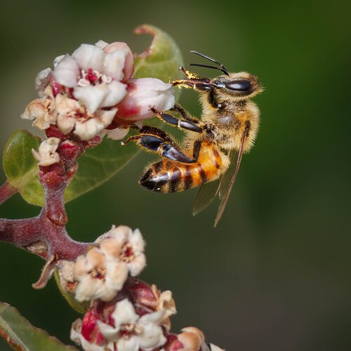 Bee Experiment