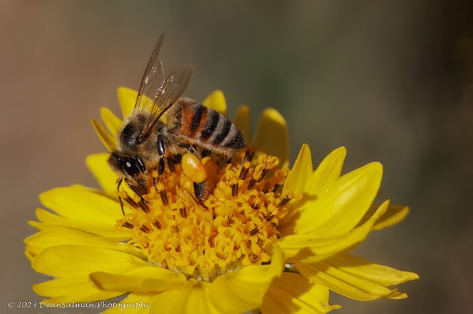 Looking deep into the flower