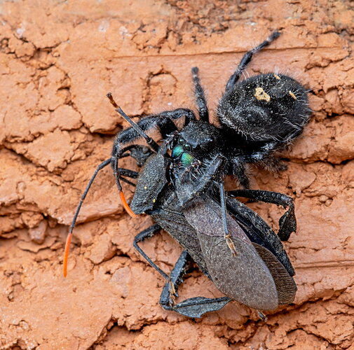 The Daring Jumping Spider (Phiddipus audax) with Dinner