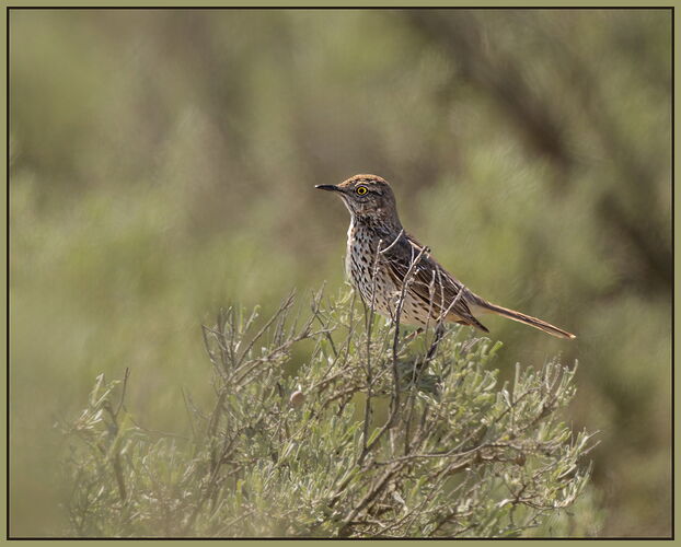 Sage Thrasher-NPN.jpg
