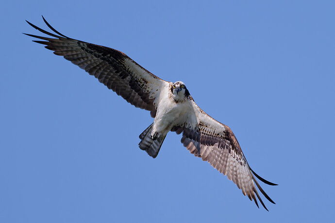 DSC_4531_DxO.jpg