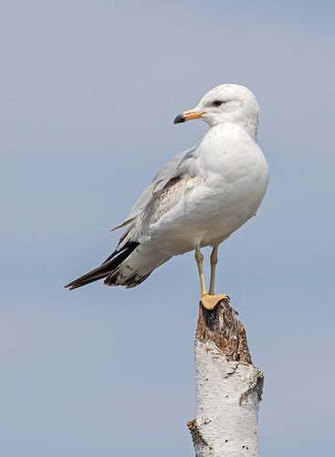 ringbilledgull