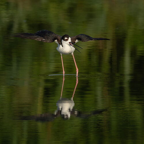 Black-necked Stilt 8.jpg