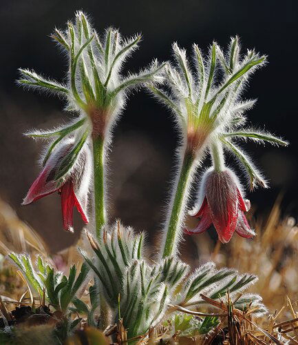 The-Grandparents-rework