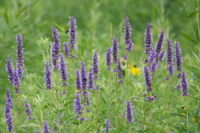 Flowers in the Meadow