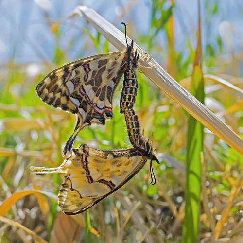P4137243-Edit.jpg