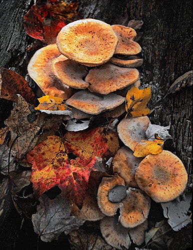 forest floor2.jpg