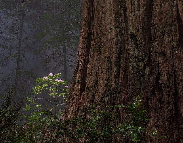 Redwoods Rhododendron-3
