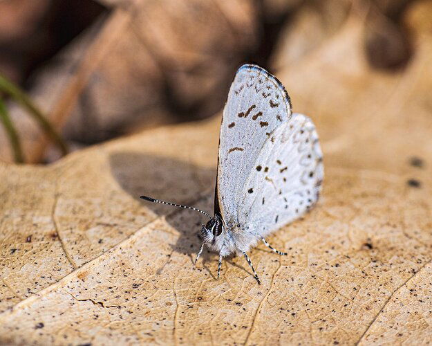 Spring Azure