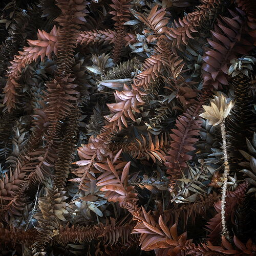 Decaying Bunya pine fronds.jpg