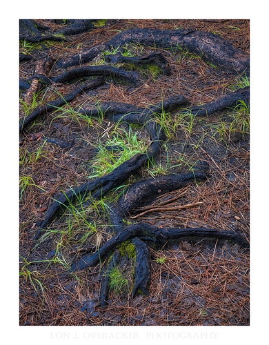 Root of the Problem