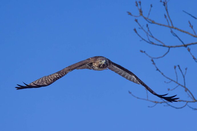 RSandor_2024_01_23_4205-Enhanced-NRRed Tail Takeoff #2.jpg