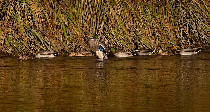 Mallards-NPN.jpg