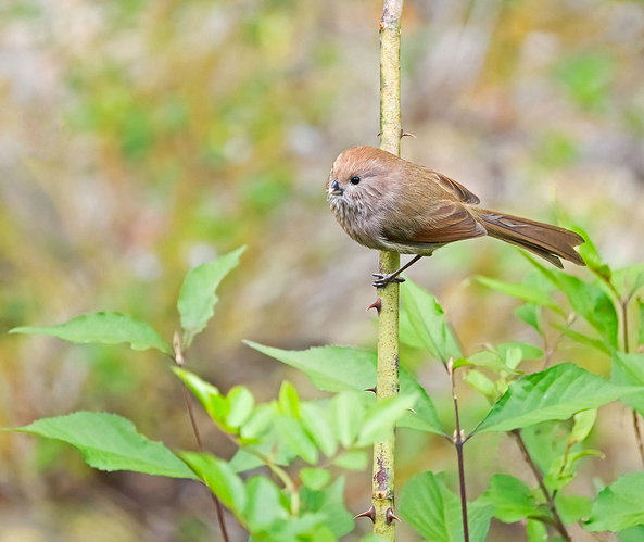 Original - Vinous-throated Parrotbill.jpg