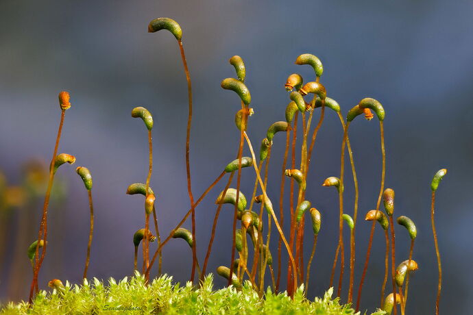 Sporophytes.jpg