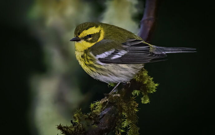 Townsend's Warbler copy 346jpg