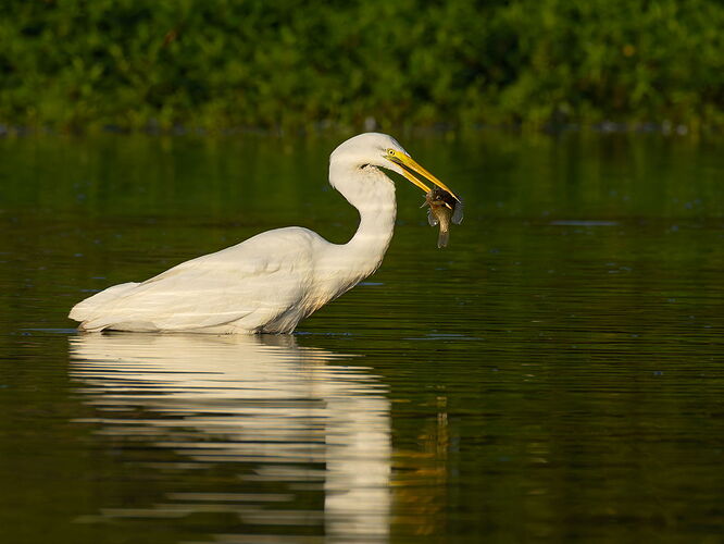 Great Egret 88