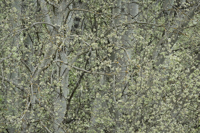 _DSC1708-Kopie-1200.jpg