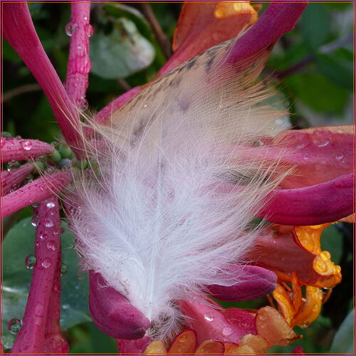 -20250831-_7R59401-Feather-DxO_DeepPRIME 3-Edit.jpg