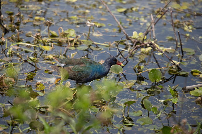 Purple Gallinule-2.jpg