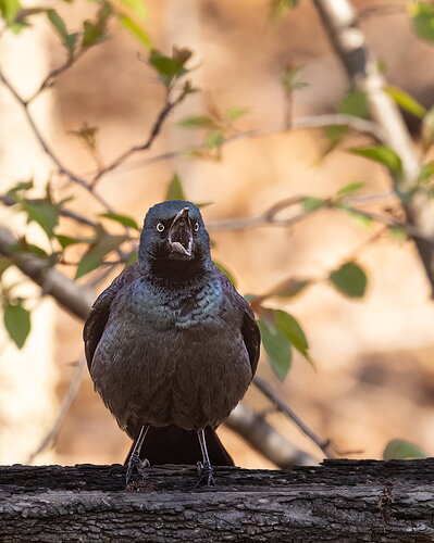 Common Grackle-NPN.jpg
