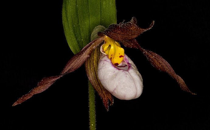 Cypripedium montanum 20-7552