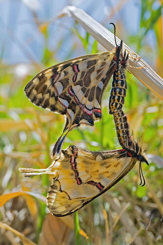 Dragon-Swallowtails---Rework